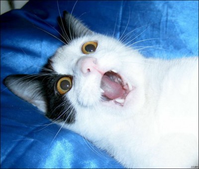 CatShock4_001.jpg