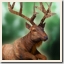 Elk on the loose Achievement