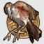 Chapter 1 Bronze Bird Award Achievement